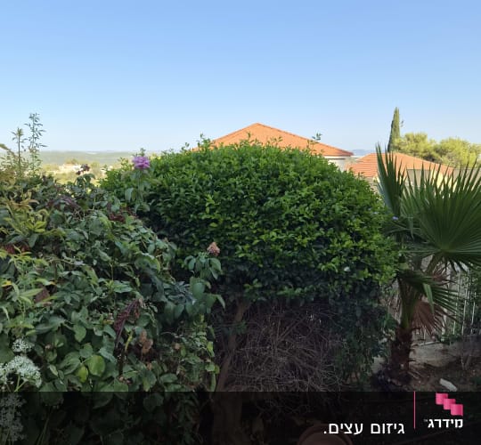 שיח מעוצב בצורת טופיארי עגולה בגינה של בית פרטי